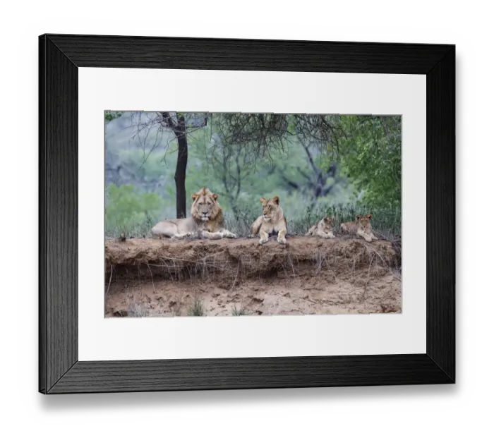 Framed Print : African Lion (Panthera leo) family lying down on the top of the dry riverbed of Framed Print : African Lion (Panthera leo) family lying down on the top of the dry riverbed of