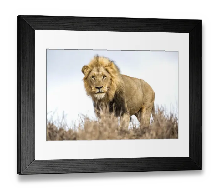 Framed Print : Lion (Panthera leo) standing on a small hill and looking at the camera Framed Print : Lion (Panthera leo) standing on a small hill and looking at the camera