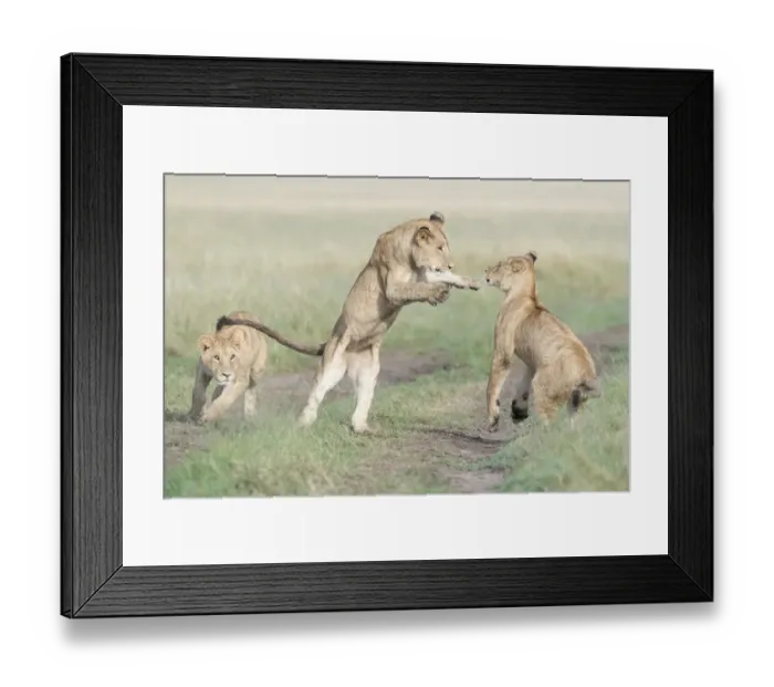 Framed Print : Three young African Lions (Panthera leo) playing together, Msai Mara National Reserve Framed Print : Three young African Lions (Panthera leo) playing together, Msai Mara National Reserve