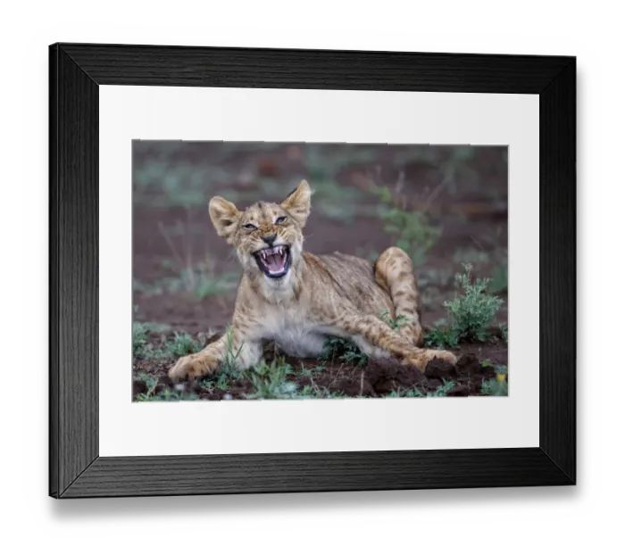 Framed Print : Lion (Panthera leo) cub yawning in Zimanga Game Reserve, Zimanga Game Reserve Framed Print : Lion (Panthera leo) cub yawning in Zimanga Game Reserve, Zimanga Game Reserve