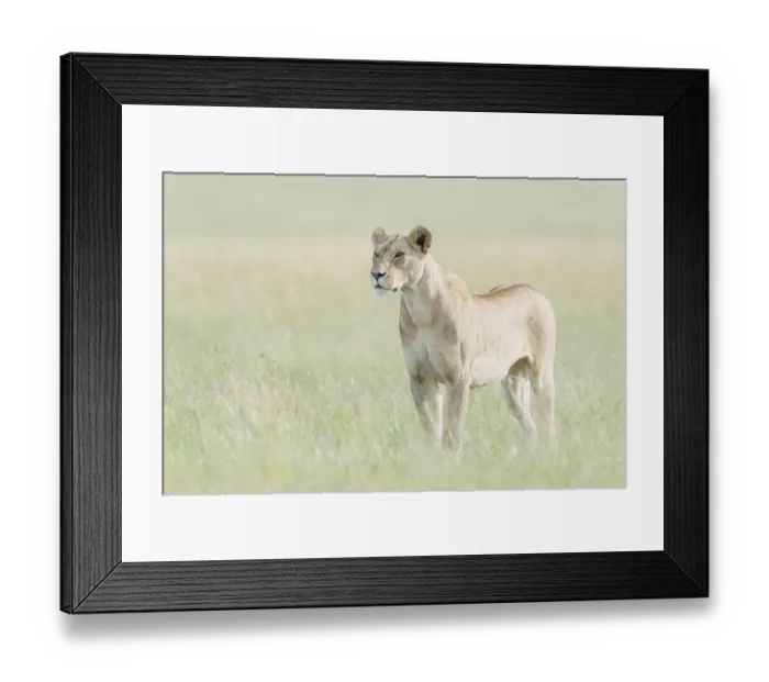 Framed Print : African Lioness (Panthera leo) standing in savannah, looking at camera Framed Print : African Lioness (Panthera leo) standing in savannah, looking at camera