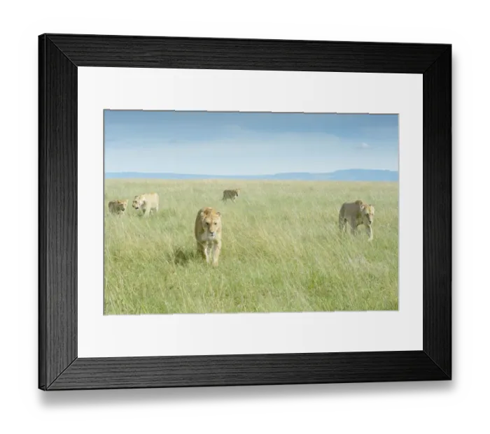 Framed Print : African Lion (Panthera leo) pride walking on savanna, Msai Mara National Reserve, Kenya Framed Print : African Lion (Panthera leo) pride walking on savanna, Msai Mara National Reserve, Kenya