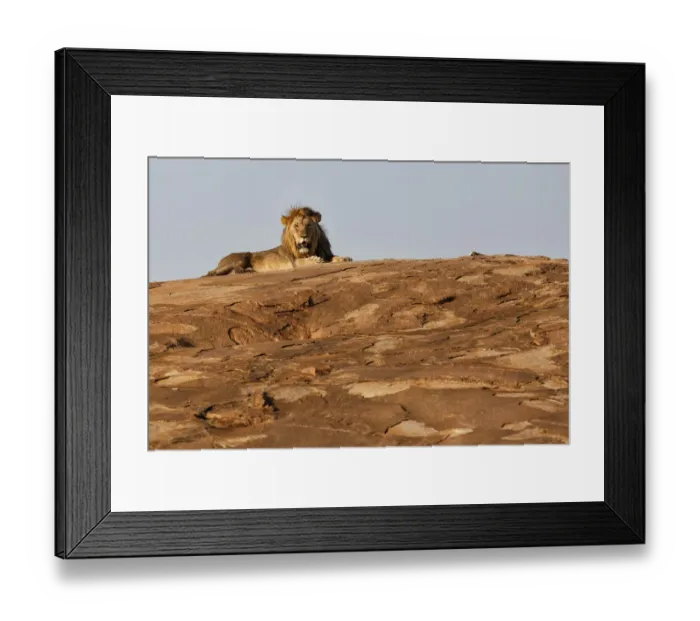 Framed Print : African Lion (Panthera leo) male resting in the last sunlight on a rocky slope Framed Print : African Lion (Panthera leo) male resting in the last sunlight on a rocky slope
