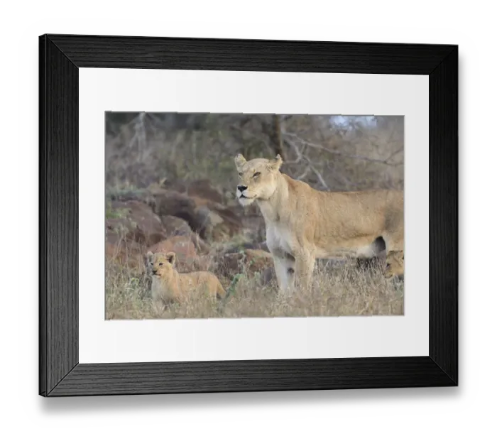 Framed Print : A mother Lioness (Panthera leo) and one of her cubs are walking along, Kruger NP Framed Print : A mother Lioness (Panthera leo) and one of her cubs are walking along, Kruger NP