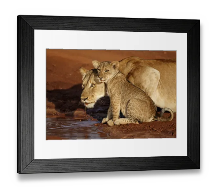 Framed Print : A mother Lioness (Panthera leo) and one of her cubs are drinking in the early morning in Framed Print : A mother Lioness (Panthera leo) and one of her cubs are drinking in the early morning in
