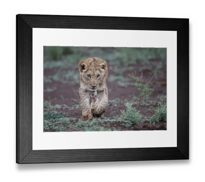 Framed Print : Young lion (Panthera leo) cub walking around in Zimanga Private Game Reserve in Kwa Zulu Framed Print : Young lion (Panthera leo) cub walking around in Zimanga Private Game Reserve in Kwa Zulu
