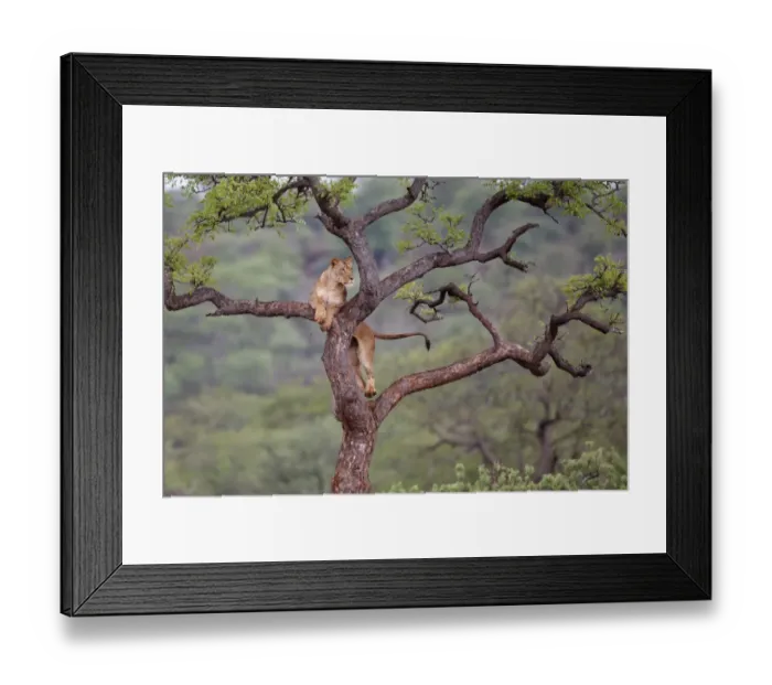 Framed Print : Lioness (Panthera leo) on the lookout for prey in a tree, Zimanaga Private Game Reserve Framed Print : Lioness (Panthera leo) on the lookout for prey in a tree, Zimanaga Private Game Reserve