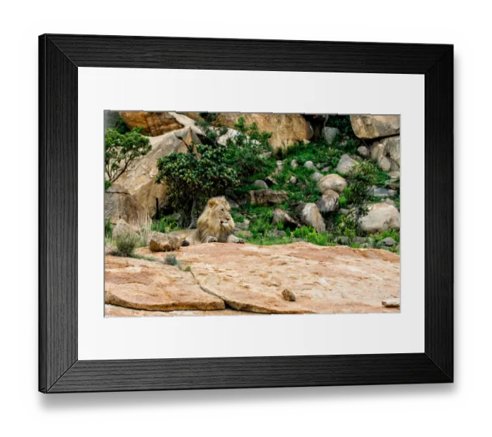 Framed Print : Adult male Lion (Panthera leo) resting on granite rocks, Nkomazi Game Reserve, Mpumalanga Framed Print : Adult male Lion (Panthera leo) resting on granite rocks, Nkomazi Game Reserve, Mpumalanga