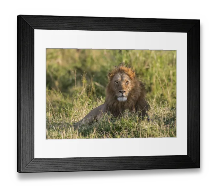 Framed Print : Male Lion (Panthera leo) resting in grass, Kenya, Narok County, Masai Mara Game Reserve Framed Print : Male Lion (Panthera leo) resting in grass, Kenya, Narok County, Masai Mara Game Reserve