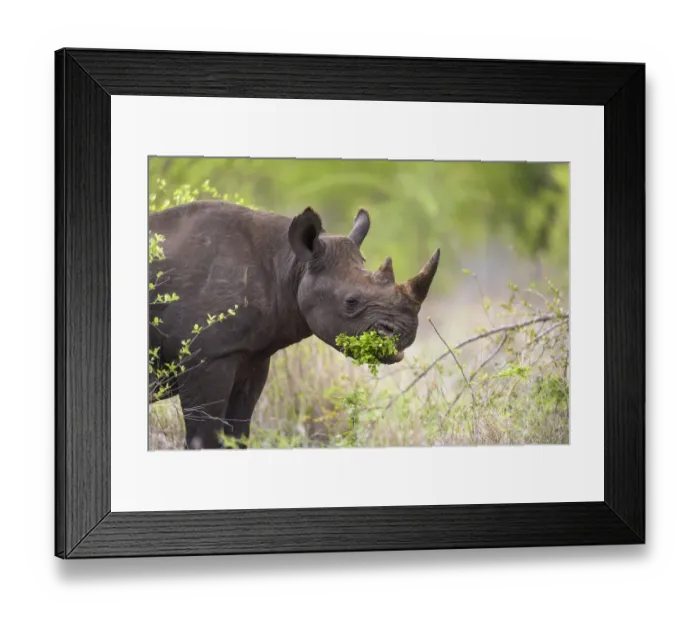 Framed Print : Black Rhinoceros (Diceros bicornis) browsing on a small green bush, South Africa Framed Print : Black Rhinoceros (Diceros bicornis) browsing on a small green bush, South Africa
