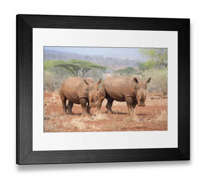 Framed Print : White Rhinoceros (Ceratotherium simum) adult and young looking at camera, South Africa Framed Print : White Rhinoceros (Ceratotherium simum) adult and young looking at camera, South Africa