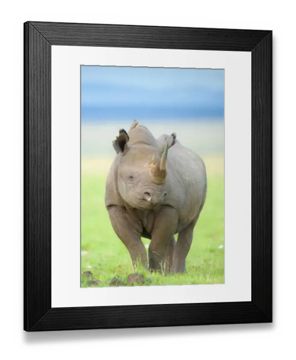 Framed Print : Black Rhinoceros (Diceros bicornis) portrait in open terrain, Kenya Framed Print : Black Rhinoceros (Diceros bicornis) portrait in open terrain, Kenya