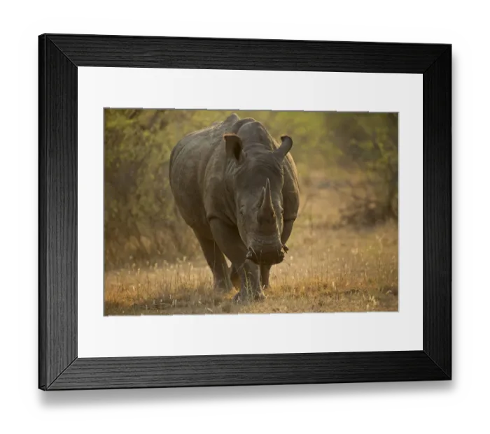 Framed Print : Tight portrait of a White Rhinoceros (Ceratotherium simum) walking towards the camera Framed Print : Tight portrait of a White Rhinoceros (Ceratotherium simum) walking towards the camera