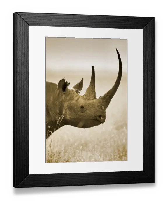 Framed Print : Side profile of Black Rhinoceros (Diceros bicornis) portrait, Kenya Framed Print : Side profile of Black Rhinoceros (Diceros bicornis) portrait, Kenya
