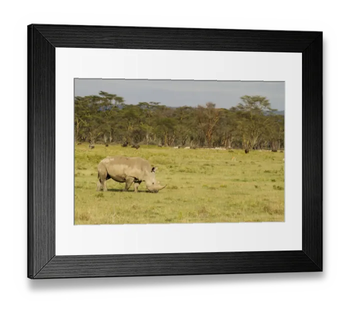 Framed Print : White Rhinocerous (Ceratohtherium simum) grazing, Kenya, Lake Nakuru National Park Framed Print : White Rhinocerous (Ceratohtherium simum) grazing, Kenya, Lake Nakuru National Park