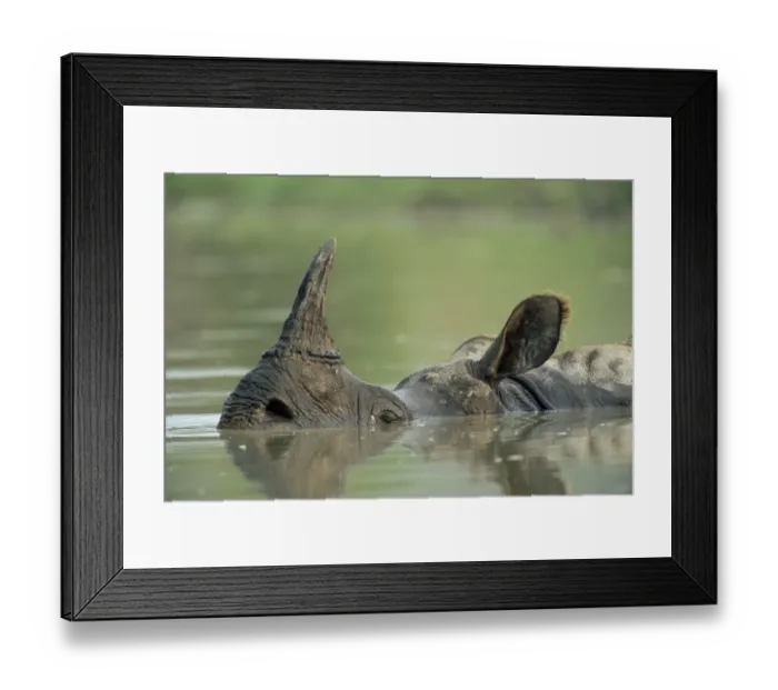 Framed Print : Indian Rhinoceros (Rhinoceros unicornis) wallowing, India, Assam, Kaziranga National Park Framed Print : Indian Rhinoceros (Rhinoceros unicornis) wallowing, India, Assam, Kaziranga National Park