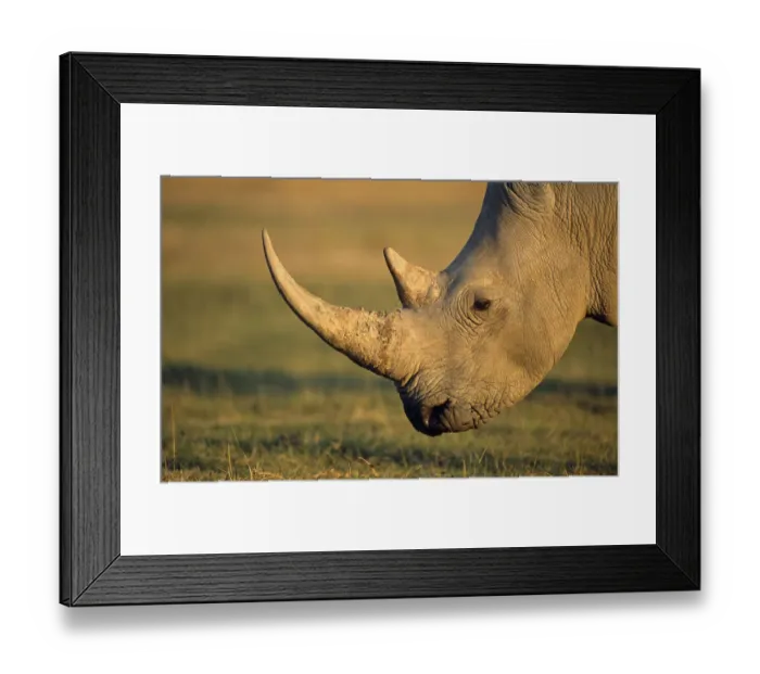 Framed Print : White rhinoceros (Ceratotherium simum) profile, Kenya, Lake Nakuru National Park Framed Print : White rhinoceros (Ceratotherium simum) profile, Kenya, Lake Nakuru National Park