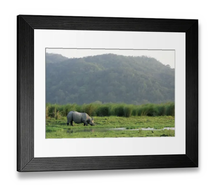 Framed Print : Indian rhinoceros (Rhinoceros unicornis) grazing, India, Assam, Kaziranga National Park Framed Print : Indian rhinoceros (Rhinoceros unicornis) grazing, India, Assam, Kaziranga National Park