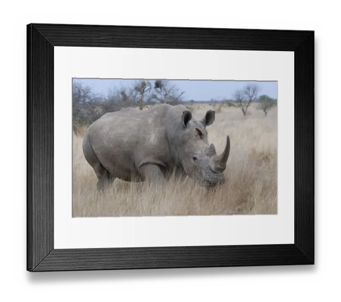 Framed Print : White Rhinoceros (Ceratotherium simum) on the move, South Africa, Kruger National Park Framed Print : White Rhinoceros (Ceratotherium simum) on the move, South Africa, Kruger National Park