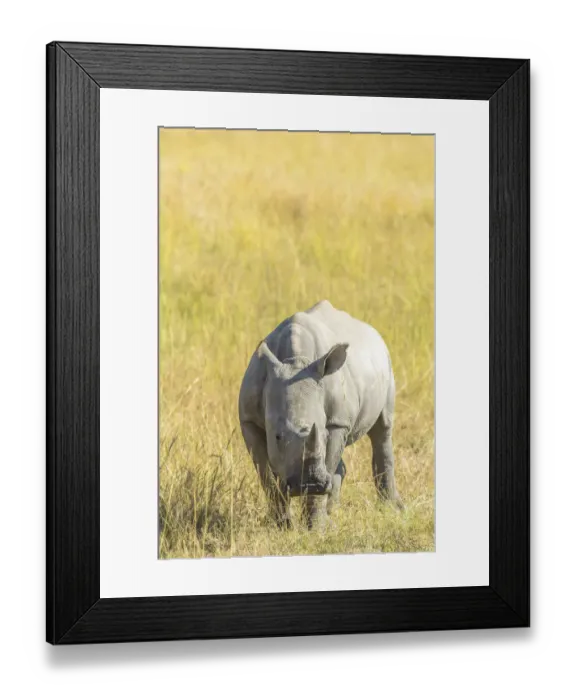 Framed Print : Young of a White Rhinoceros (Ceratotherium simum) standing in grassland, South Africa Framed Print : Young of a White Rhinoceros (Ceratotherium simum) standing in grassland, South Africa