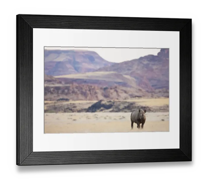 Framed Print : An endangered desert-adapted Black Rhinoceros (Diceros bicornis