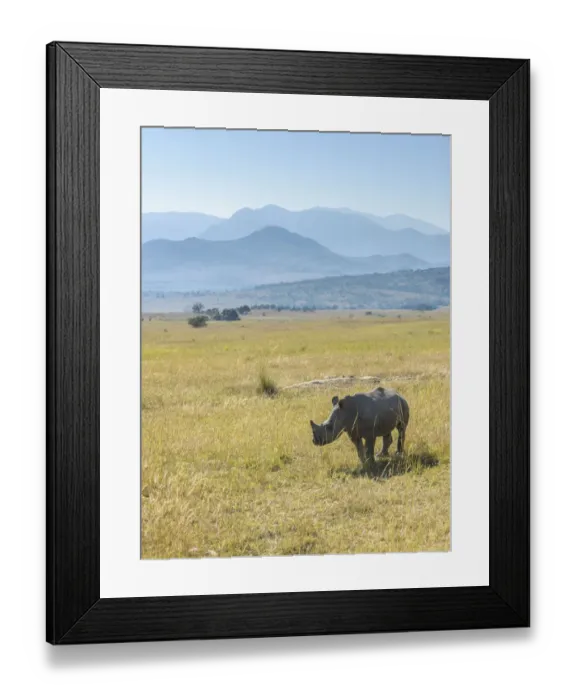 Framed Print : Young of a White Rhinoceros (Ceratotherium simum) standing in grassland in mountainous Framed Print : Young of a White Rhinoceros (Ceratotherium simum) standing in grassland in mountainous