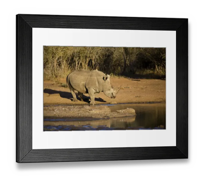 Framed Print : White Rhino (Ceratotherium simum) drinking water, South Africa, Mpumulanga Framed Print : White Rhino (Ceratotherium simum) drinking water, South Africa, Mpumulanga