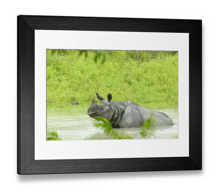 Framed Print : Indian Rhinoceros (Rhinoceros unicornis) taking a bath in a pool, India, Assam, Trezpur Framed Print : Indian Rhinoceros (Rhinoceros unicornis) taking a bath in a pool, India, Assam, Trezpur