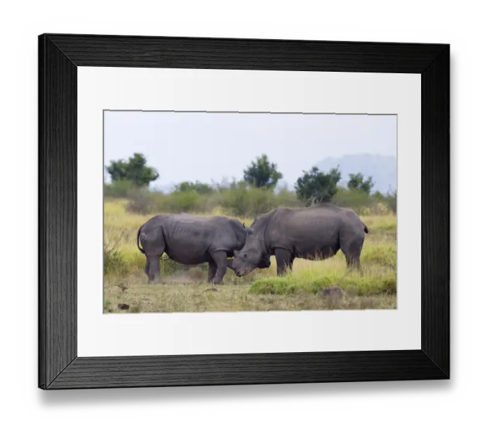 Framed Print : Two White Rhinoceros (Ceratotherium simum) pushing each other around, South Africa