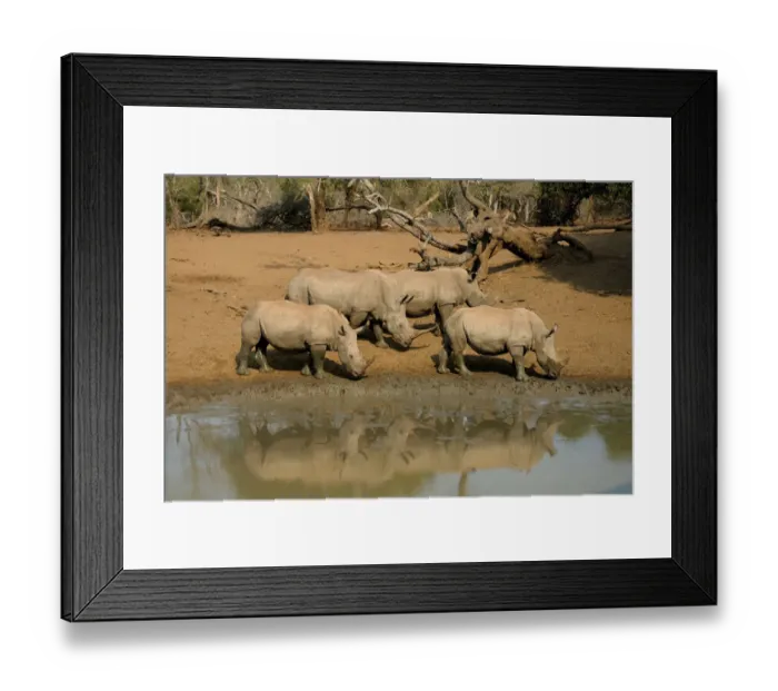 Framed Print : small group of White Rhinoceros (Ceratotherium simum) walking near a waterpool Framed Print : small group of White Rhinoceros (Ceratotherium simum) walking near a waterpool