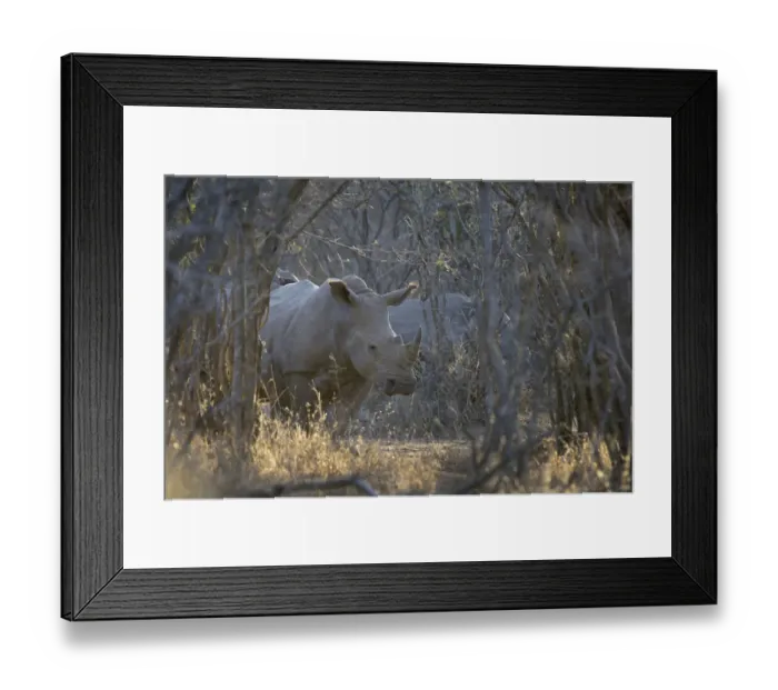 Framed Print : White Rhino (Ceratotherium simum) standing in forest, South Africa, Limpopo Framed Print : White Rhino (Ceratotherium simum) standing in forest, South Africa, Limpopo