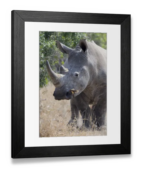 Framed Print : Red-billed Oxpecker (Buphagus erythrorhynchus) foraging on White Rhinoceros Framed Print : Red-billed Oxpecker (Buphagus erythrorhynchus) foraging on White Rhinoceros
