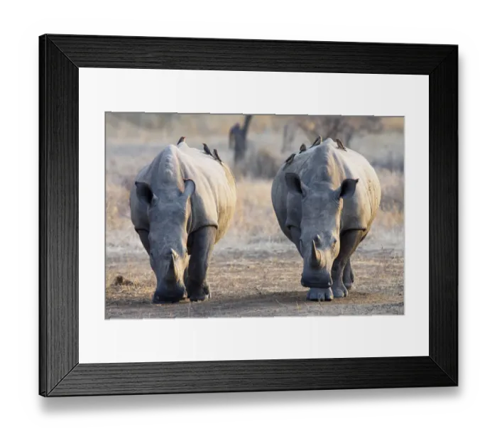 Framed Print : Red-billed Oxpeckers (Buphagus erythrorhynchus) perched on White Rhinoceros Framed Print : Red-billed Oxpeckers (Buphagus erythrorhynchus) perched on White Rhinoceros
