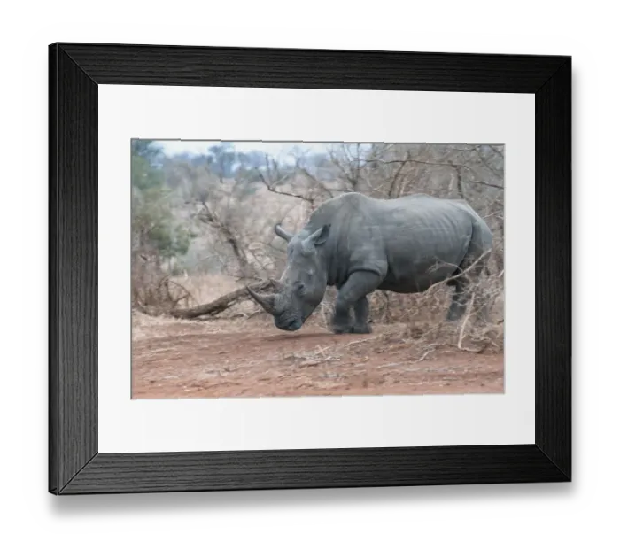 Framed Print : White Rhino (Ceratotherium simum) emerging from bush, South Africa, Limpopo Framed Print : White Rhino (Ceratotherium simum) emerging from bush, South Africa, Limpopo