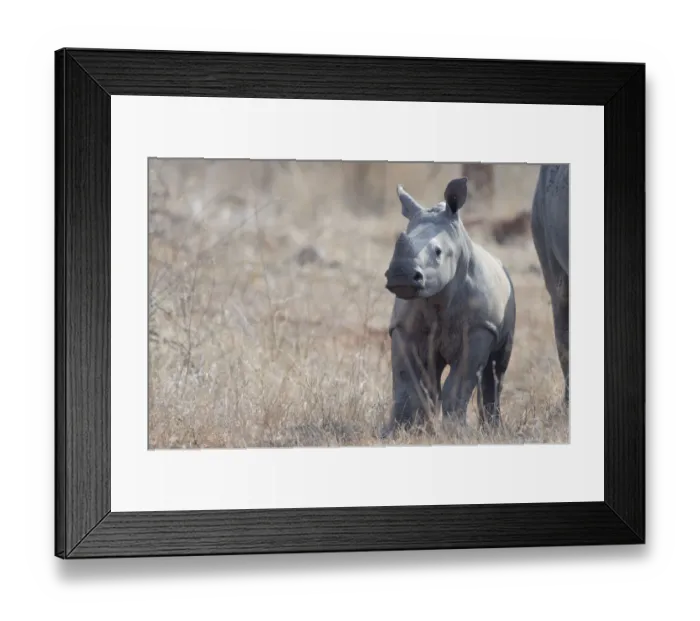 Framed Print : White Rhinoceros (Ceratotherium simum) calf standing in habitat, South Africa, Limpopo Framed Print : White Rhinoceros (Ceratotherium simum) calf standing in habitat, South Africa, Limpopo