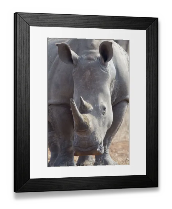 Framed Print : White Rhinoceros (Ceratotherium simum) portrait, South Africa, Limpopo Framed Print : White Rhinoceros (Ceratotherium simum) portrait, South Africa, Limpopo