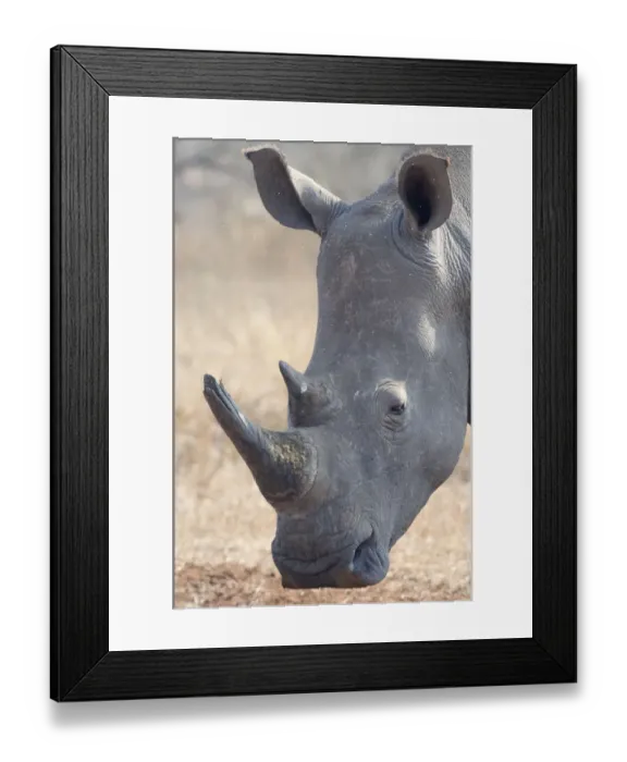Framed Print : White Rhinoceros (Ceratotherium simum) portrait, South Africa, Limpopo Framed Print : White Rhinoceros (Ceratotherium simum) portrait, South Africa, Limpopo
