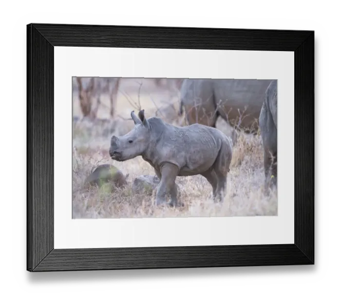 Framed Print : White Rhinoceros (Ceratotherium simum) calf, South Africa, Limpopo, Kruger National Park Framed Print : White Rhinoceros (Ceratotherium simum) calf, South Africa, Limpopo, Kruger National Park