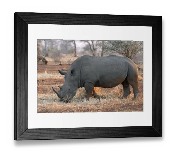 Framed Print : White Rhinoceros (Ceratotherium simum) adult walking in bushland, South africa, Limpopo Framed Print : White Rhinoceros (Ceratotherium simum) adult walking in bushland, South africa, Limpopo