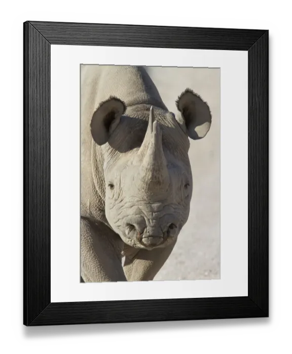 Framed Print : Close-up of a female Black Rhinoceros (Diceros bicornis) staring at the camera, Namibia Framed Print : Close-up of a female Black Rhinoceros (Diceros bicornis) staring at the camera, Namibia