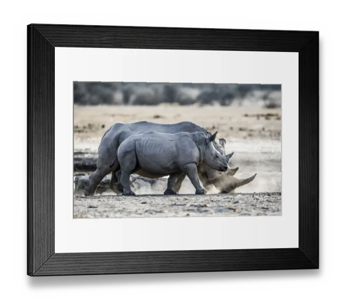 Framed Print : Adult and sub-adult White Rhinoceros (Ceratotherium simum) walking through dust, Botswana Framed Print : Adult and sub-adult White Rhinoceros (Ceratotherium simum) walking through dust, Botswana