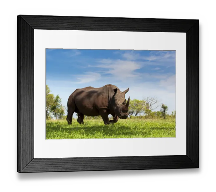 Framed Print : White Rhino (Ceratotherium simum) ready to charge in green grass, South Africa Framed Print : White Rhino (Ceratotherium simum) ready to charge in green grass, South Africa