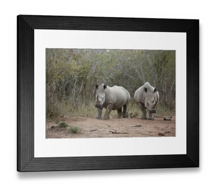 Framed Print : White Rhino (Ceratotherium simum) standing at forest edge, South Africa, Mpumulanga Framed Print : White Rhino (Ceratotherium simum) standing at forest edge, South Africa, Mpumulanga