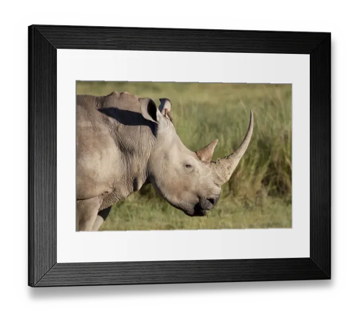 Framed Print : White Rhinoceros (Ceratotherium simum) portrait with Red-billed Oxpecker Framed Print : White Rhinoceros (Ceratotherium simum) portrait with Red-billed Oxpecker