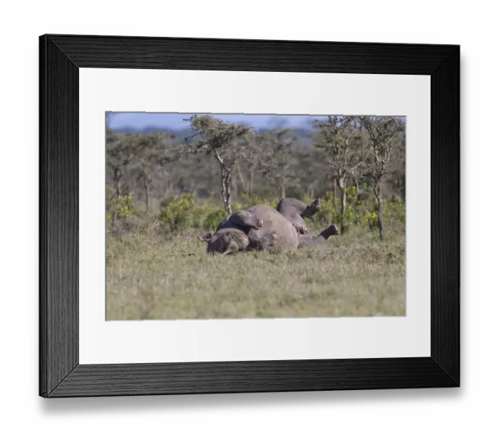 Framed Print : Male Black Rhinoceros (Diceros bicornis) rolling on its back in an open area, Kenya Framed Print : Male Black Rhinoceros (Diceros bicornis) rolling on its back in an open area, Kenya