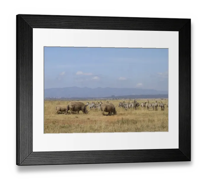 Framed Print : White Rhinocerous (Ceratohtherium simum) and Zebra (Equus quagga Framed Print : White Rhinocerous (Ceratohtherium simum) and Zebra (Equus quagga