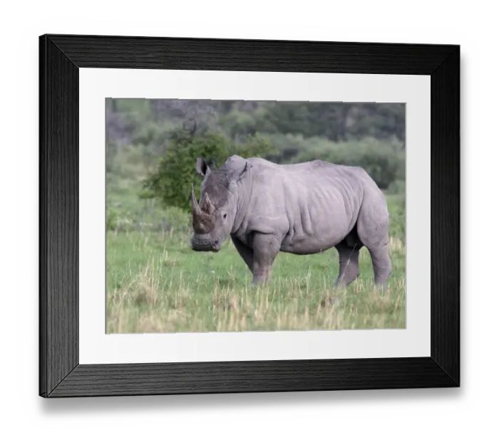 Framed Print : White Rhinoceros (Ceratotherium simum) standing in the grass, Botswana, Molepole Framed Print : White Rhinoceros (Ceratotherium simum) standing in the grass, Botswana, Molepole