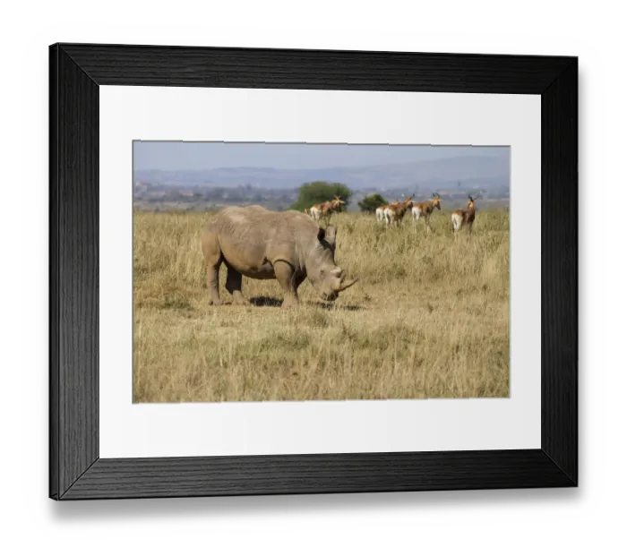 Framed Print : White Rhinocerous (Ceratohtherium simum) on outskirts of Nairobi with Hartebeast Framed Print : White Rhinocerous (Ceratohtherium simum) on outskirts of Nairobi with Hartebeast