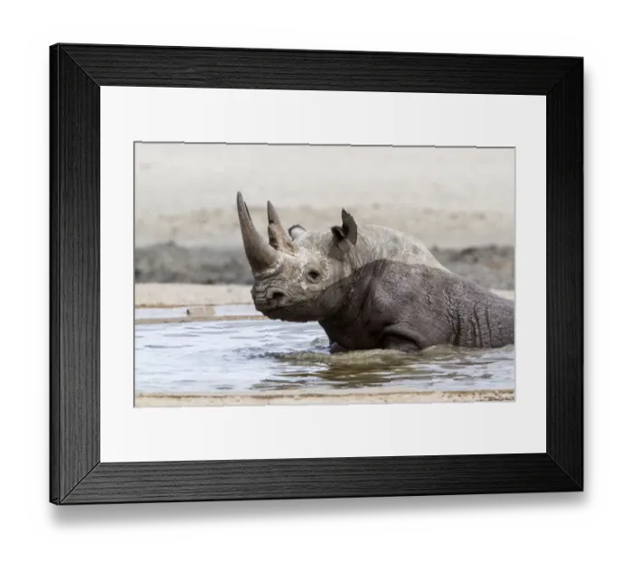 Framed Print : Black Rhinoceros (Diceros bicornis) bathing in a waterhole in the western part of Etosha Framed Print : Black Rhinoceros (Diceros bicornis) bathing in a waterhole in the western part of Etosha