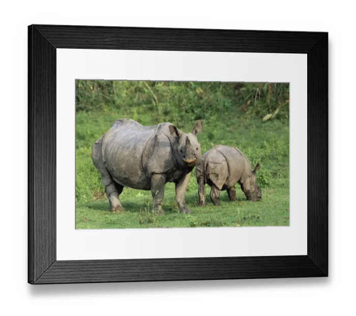 Framed Print : Indian rhinoceros (Rhinoceros unicornis), mother with calf, India, Assam Framed Print : Indian rhinoceros (Rhinoceros unicornis), mother with calf, India, Assam